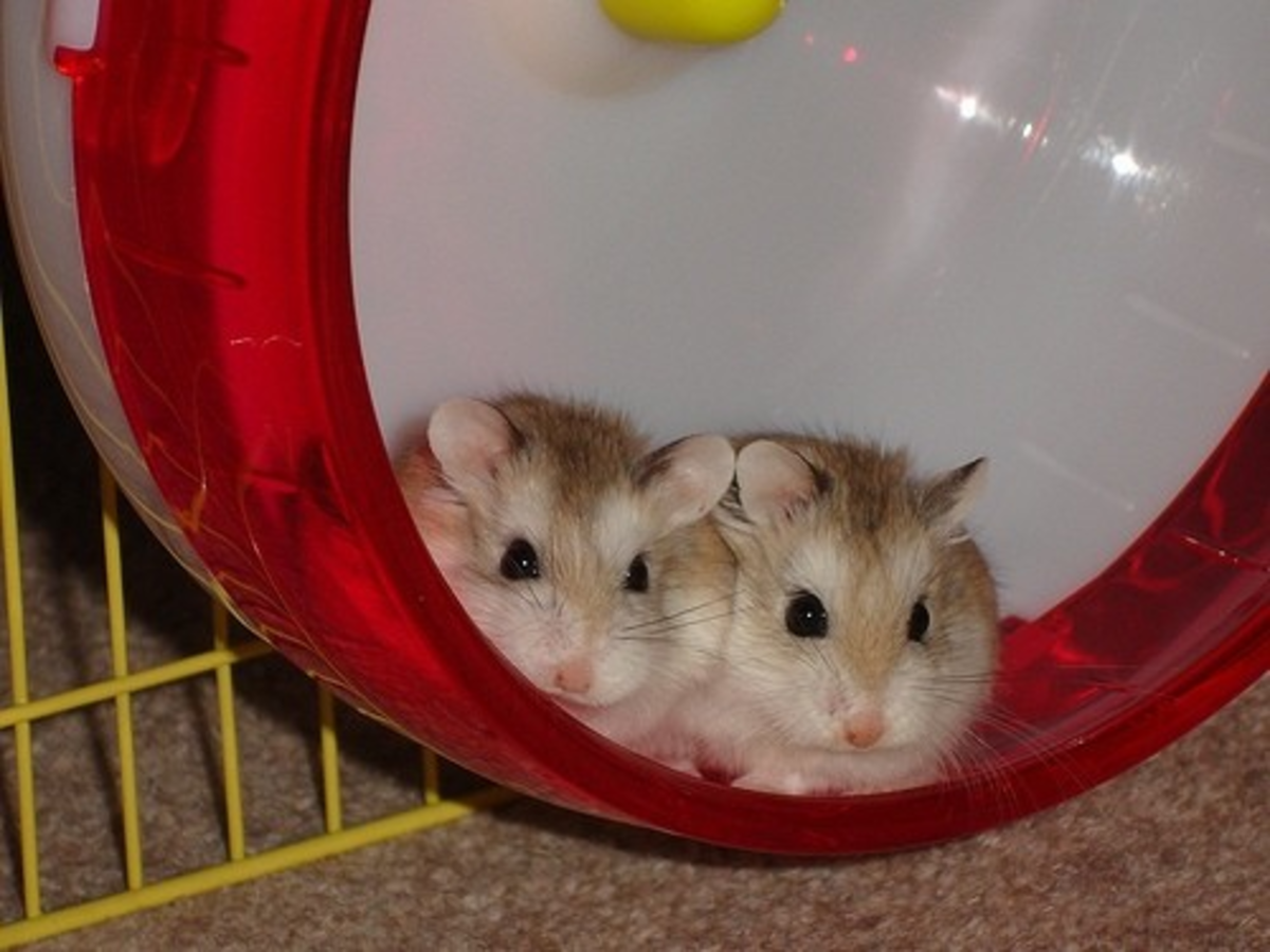 fun-interesting-facts-about-hamsters