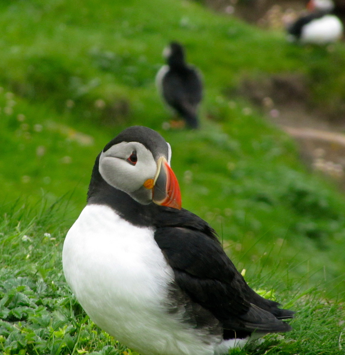 Are Puffins Endangered?