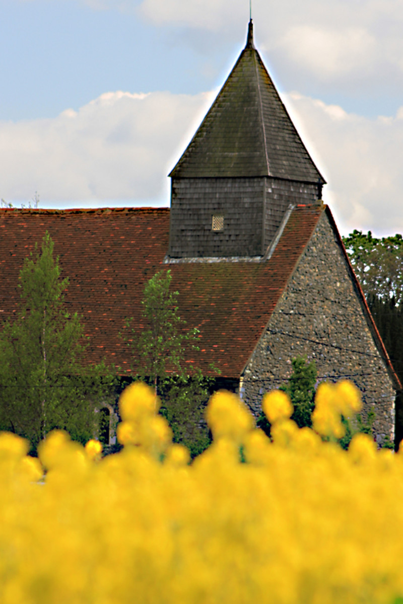 All Saints Church in the village of Sutton in South Essex, a medieval church framed in the foreground by the bright yellow of oilseed rape