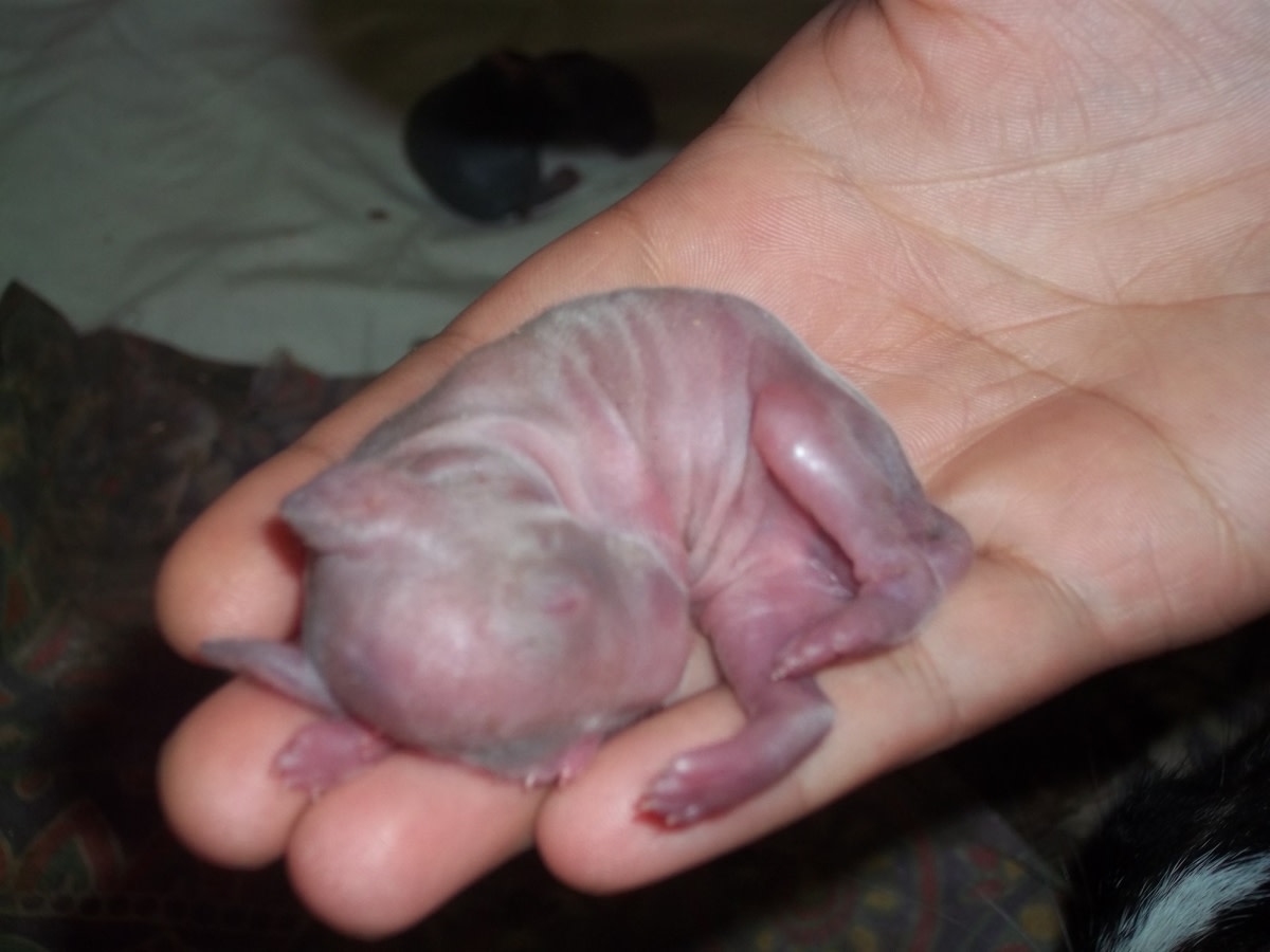 The day they were born, they were nothing but an ugly looking bundle of flesh. I was very afraid if they would survive.