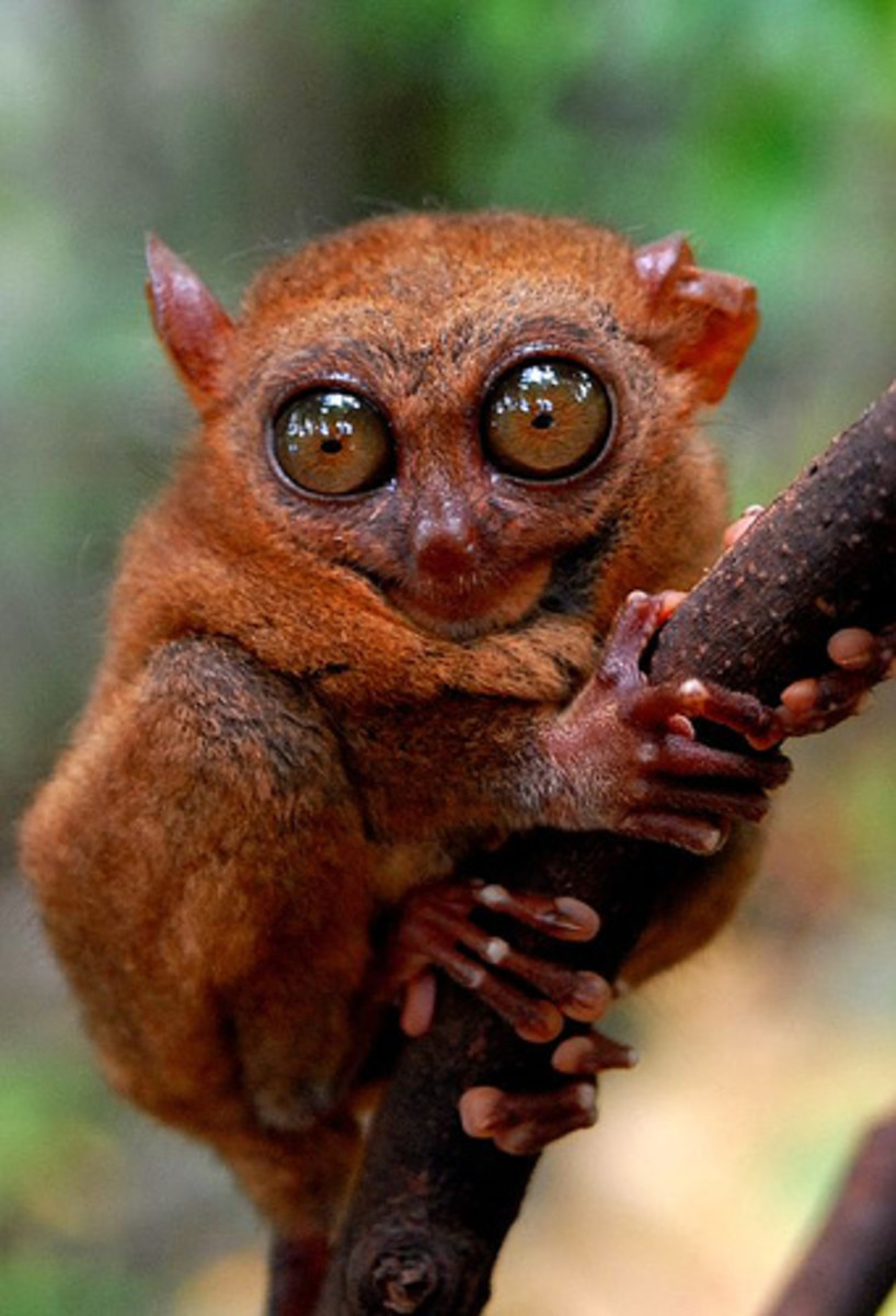 the Philippine tarsier