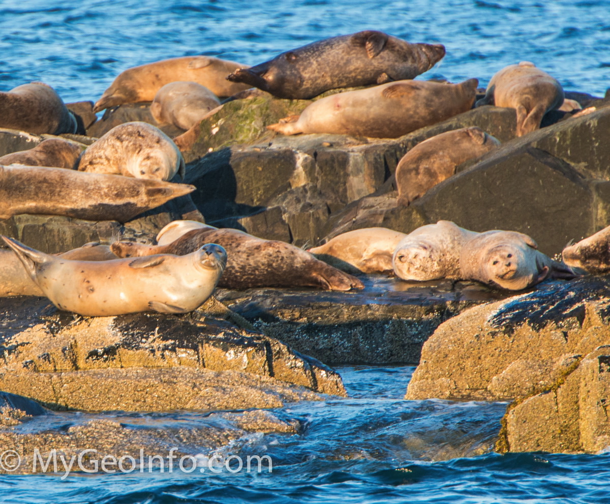 Seals on the rocks near Bar Harbor and Acadia National Park. 