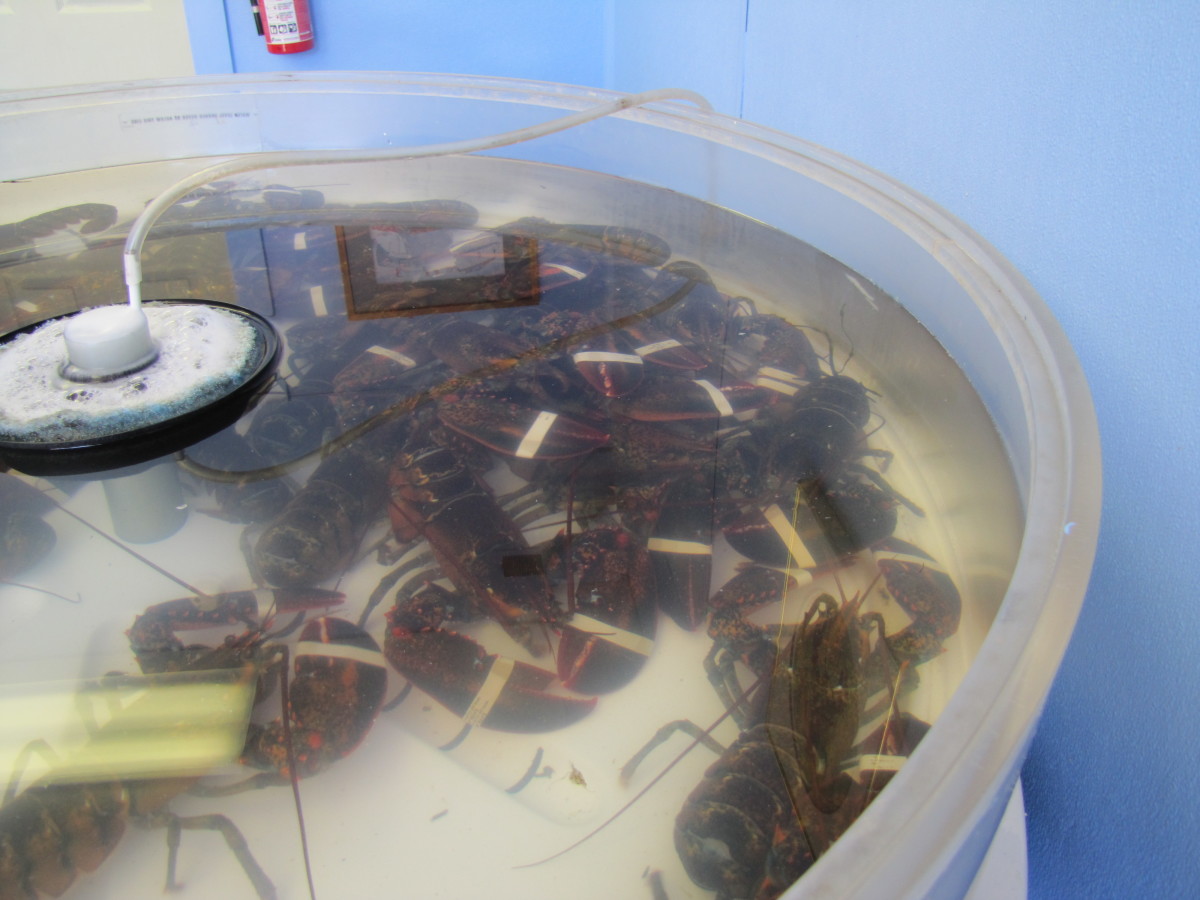 Choose your lobsters at your favorite fish market.