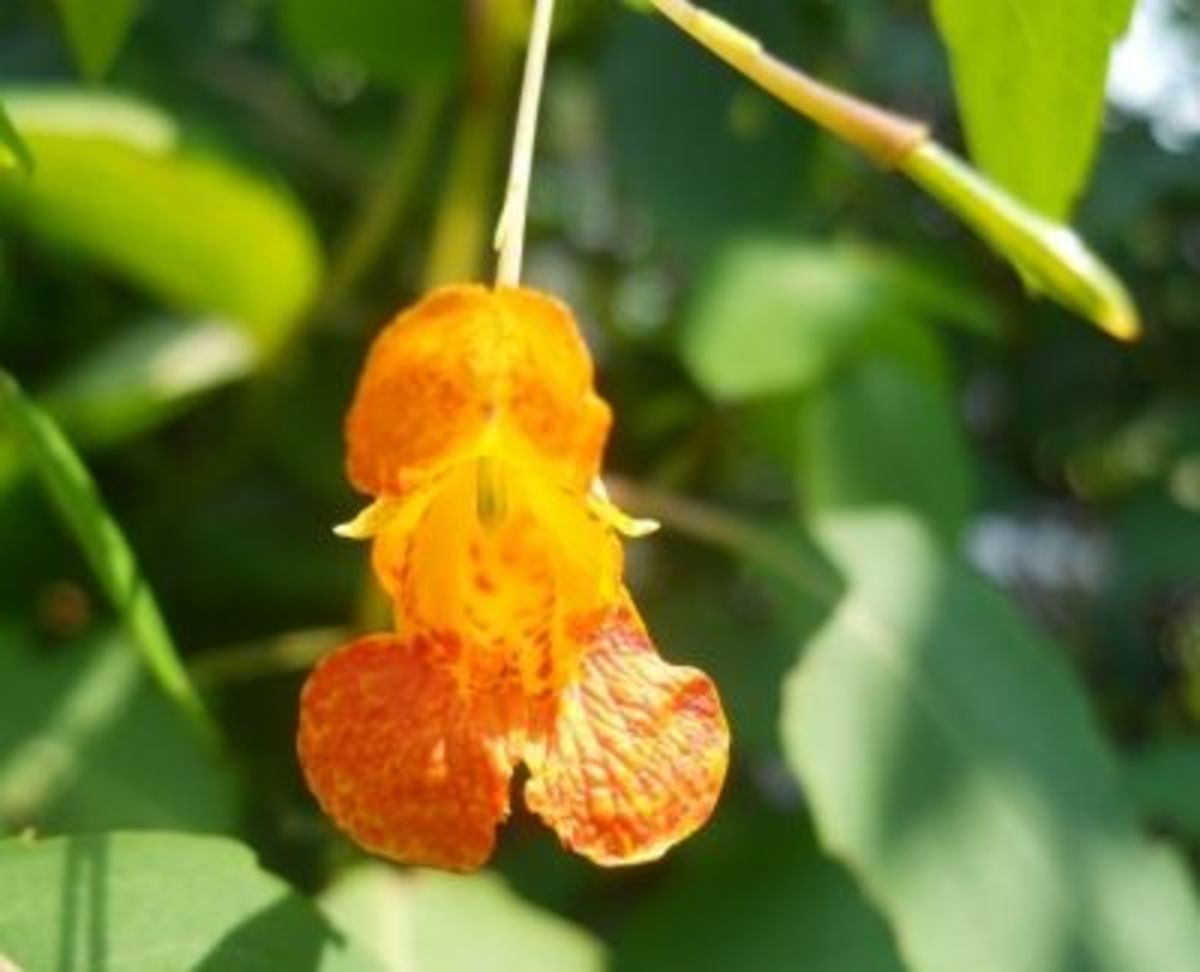 Close Up Image of Jewel Weed Flower - Used for Treatment of Poison Ivy