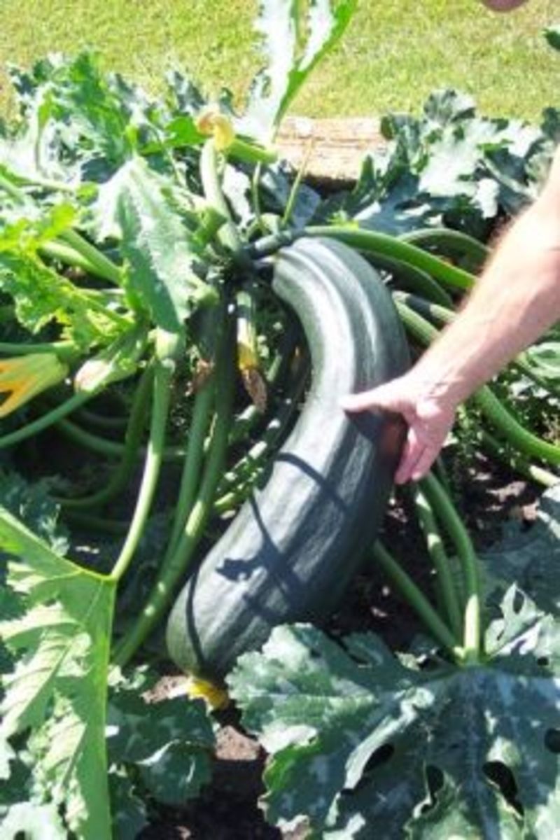 Sneak a HUGE zucchini onto your neighbor's porch