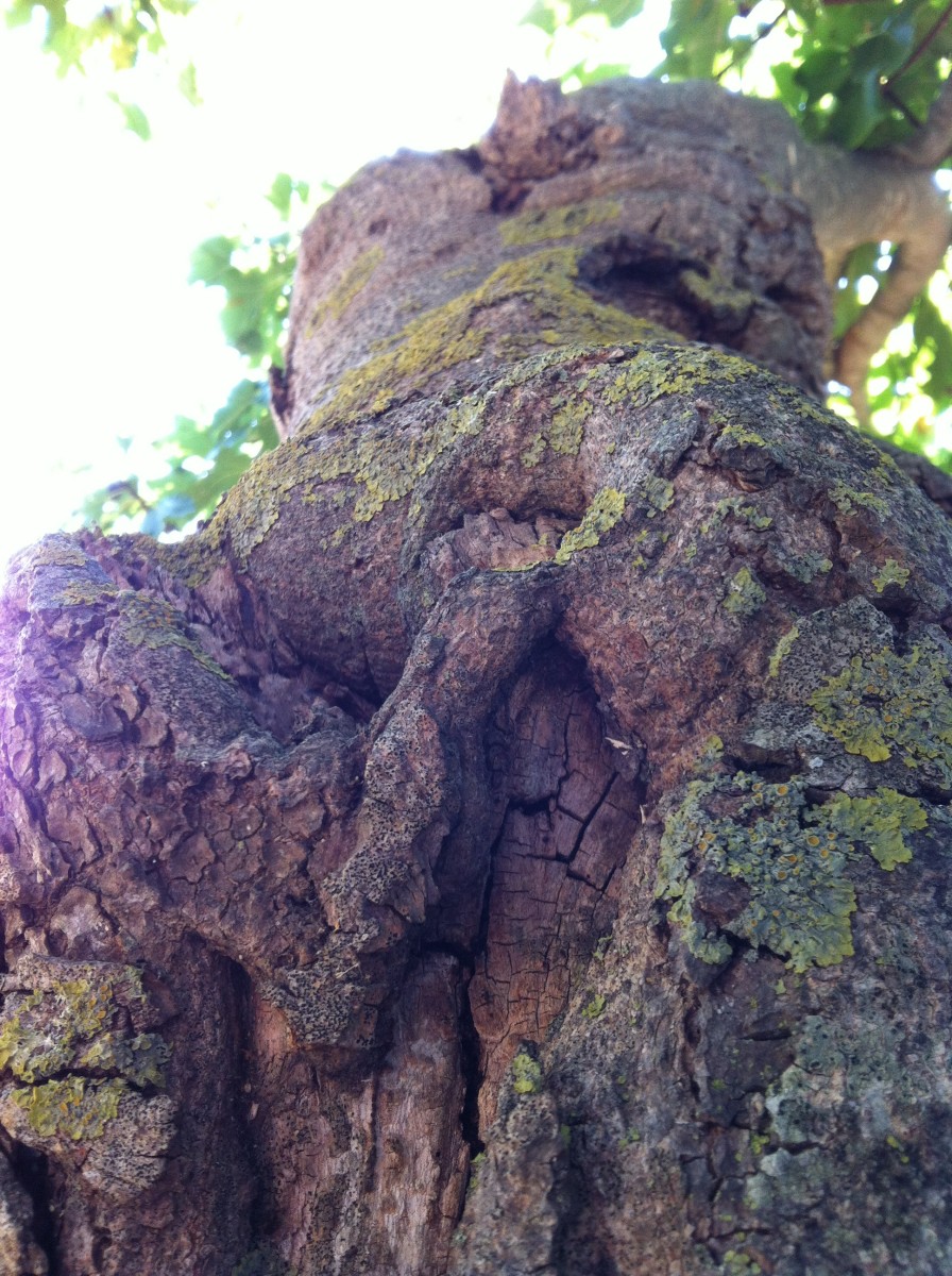 Cut back trunk of a fig tree