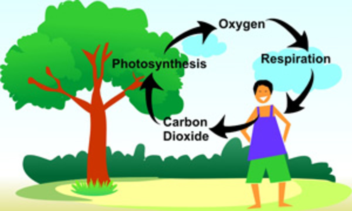 Cycle of Carbon, Nitrogen, Oxygen and Hydrogen - HubPages