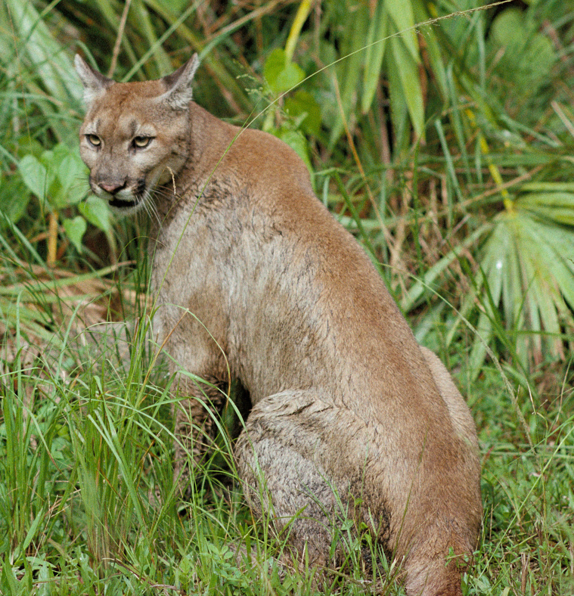 Another photo of a Florida panther on a National Wildlife Refuge. 