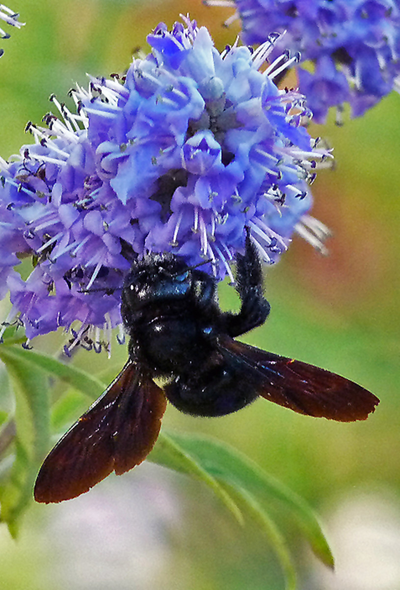 the-violet-carpenter-bee-xylocopa-violacea