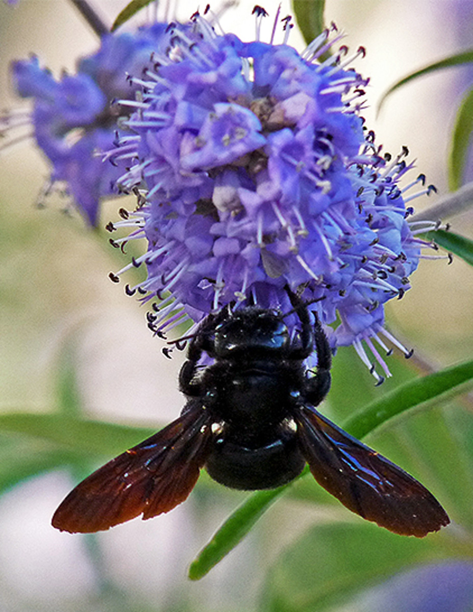 the-violet-carpenter-bee-xylocopa-violacea
