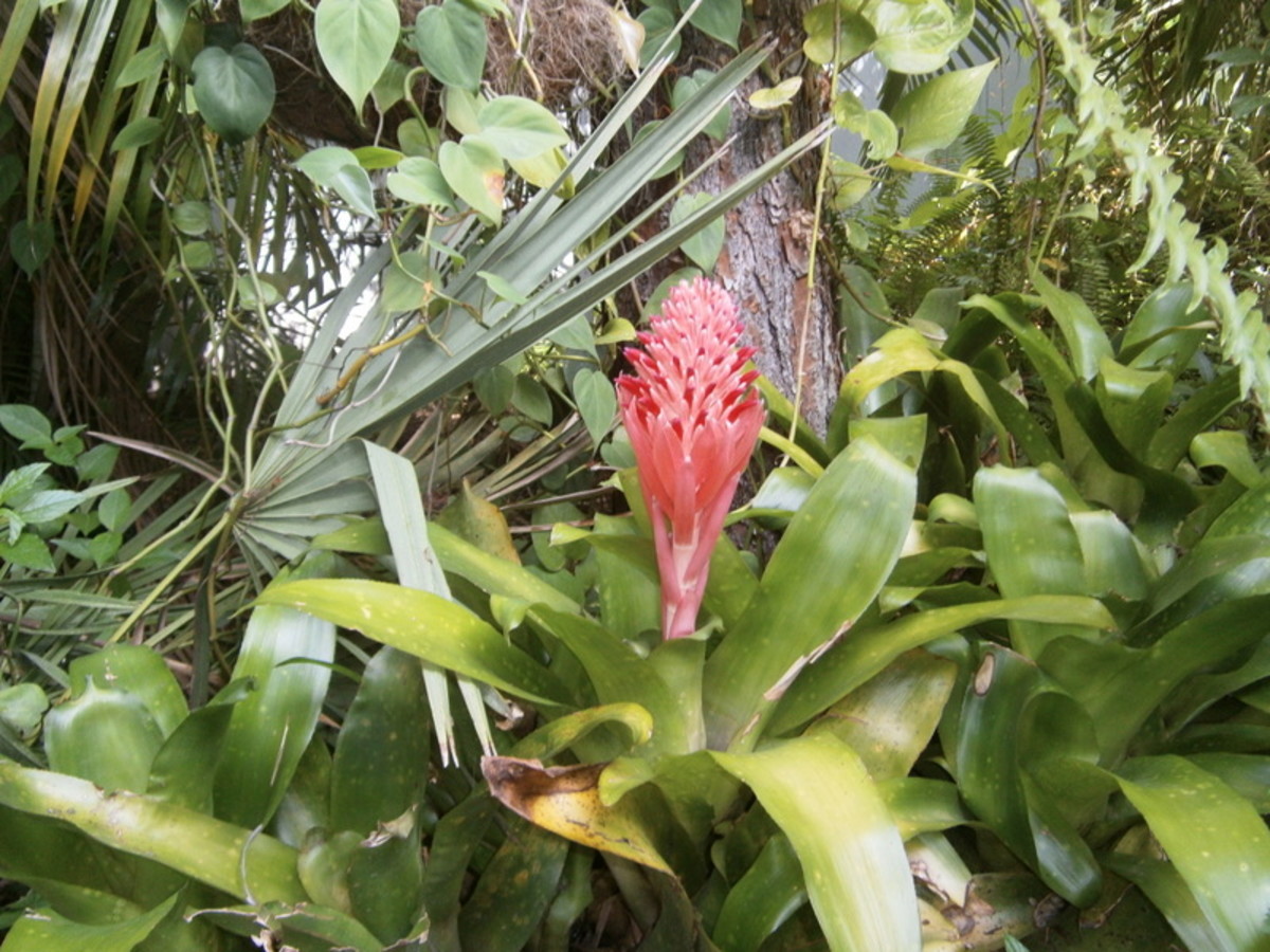 These photos capture the many different kinds of foliage and blooms on the Bromeliads in my garden.