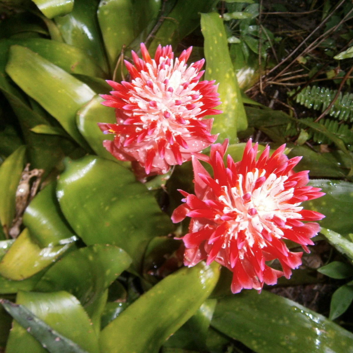 growing-beautiful-blooming-bromeliads-inside-and-in-the-yard