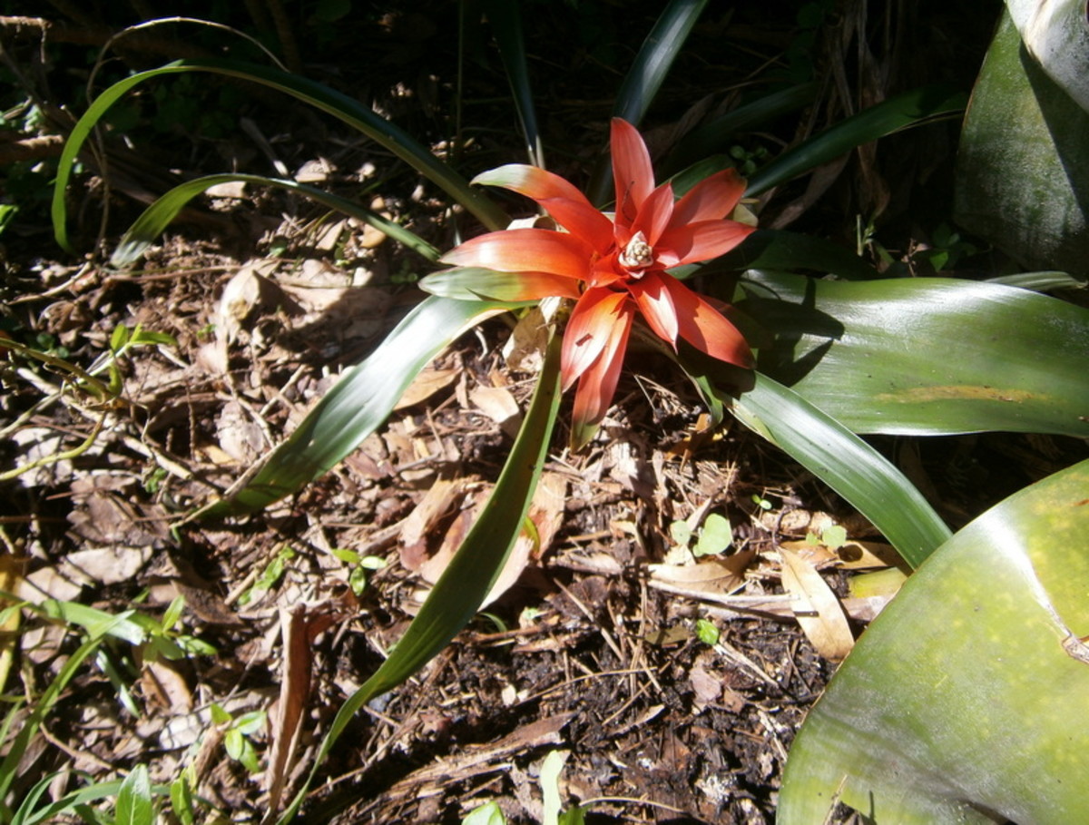 I took this Bromeliad from a dish garden and planted it outside where it continues to grow and bloom.