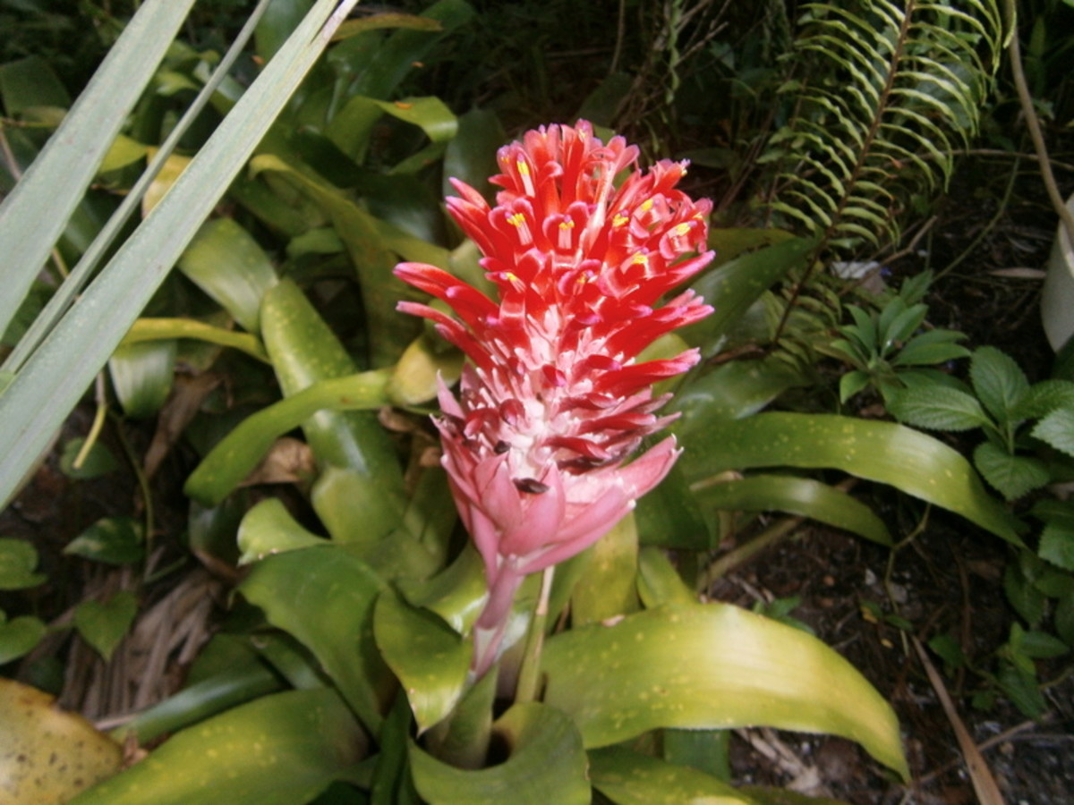 growing-beautiful-blooming-bromeliads-inside-and-in-the-yard