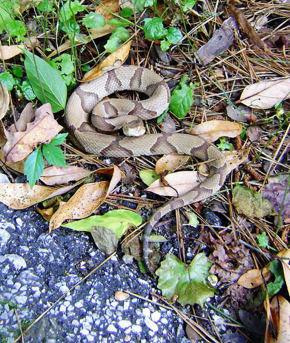 Copperhead... Photo by Patrick Feller. Attribution 2.0 Generic (CC BY 2.0) 