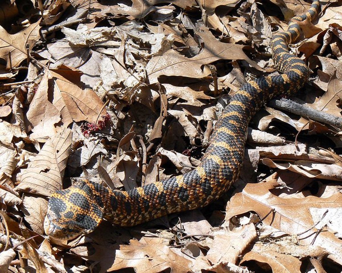 Hognose snakes are also often confused for copperheads because of the way they flatten their heads. By Benny Mazur from Toledo, OH [CC-BY-2.0 (http://creativecommons.org/licenses/by/2.0)], via Wikimedia Commons