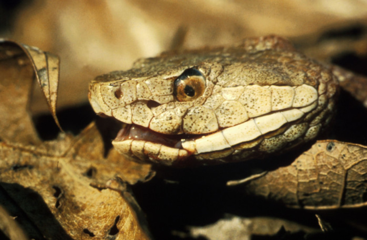 Southern Copperhead...  U.S. Fish and Wildlife Service - Public Domain.
