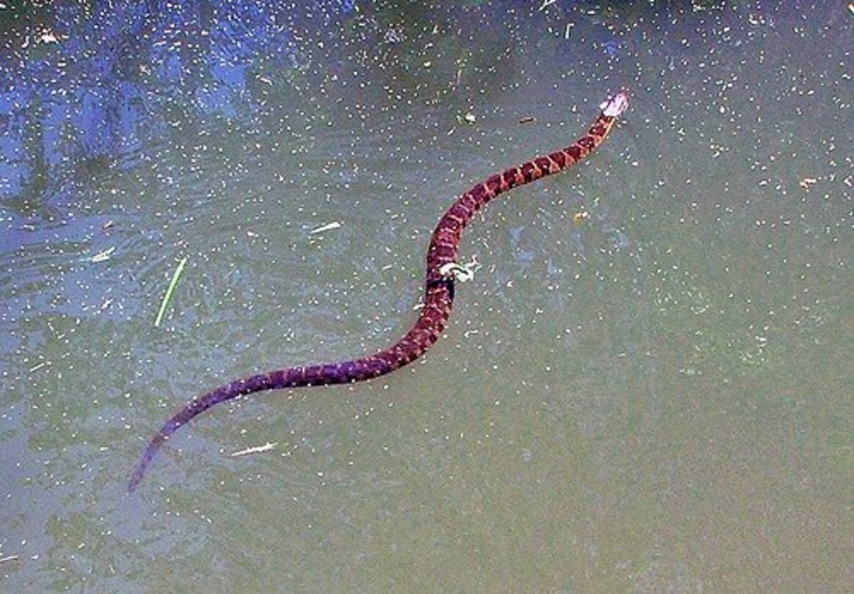 A harmless Water Snake is  commonly mistaken for a copperhead. Photo by tlindenbaum.