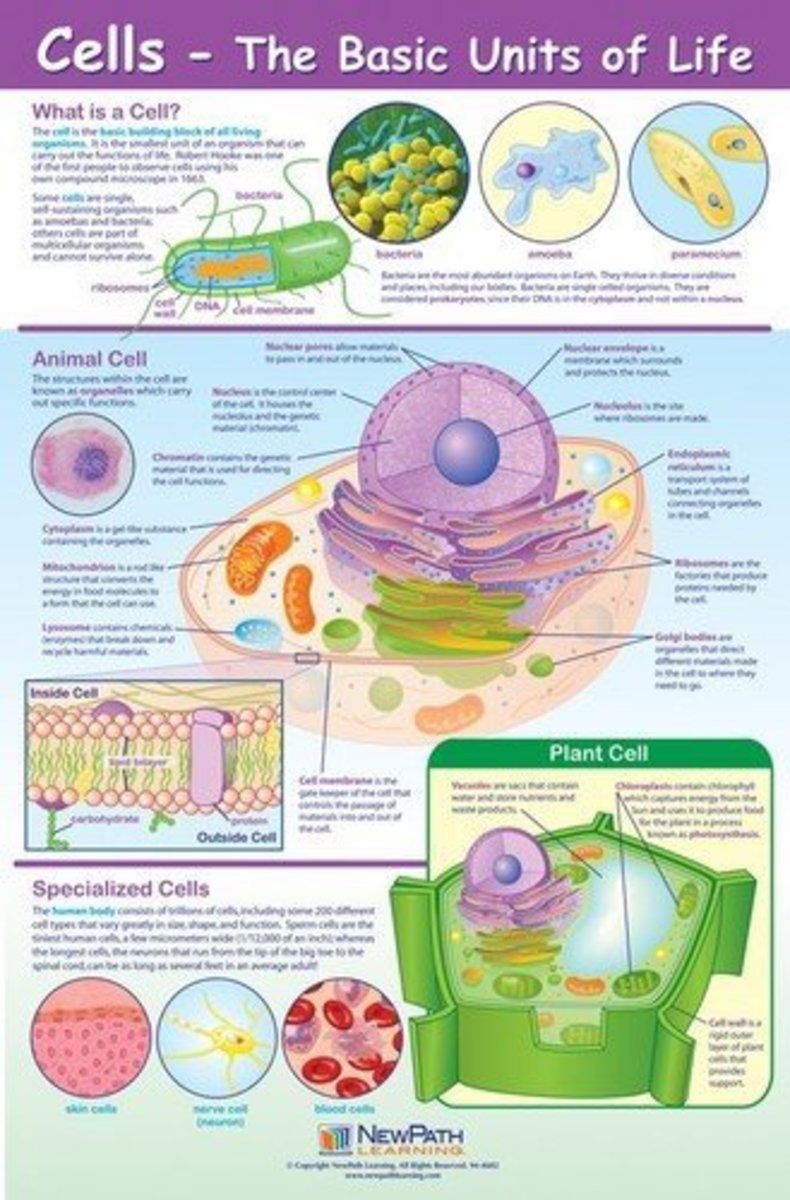Cells - the Basic Units of Life Poster