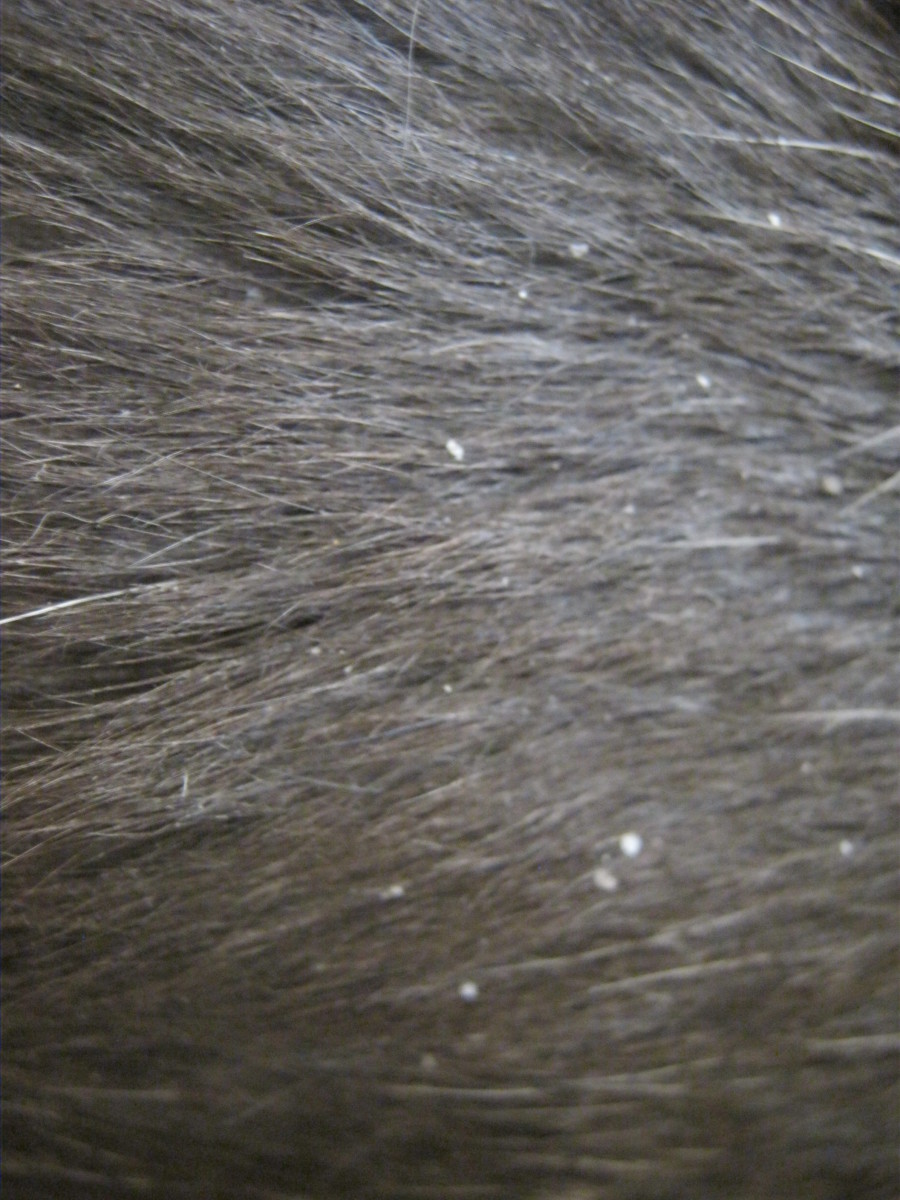 Dixie's cat dandruff. This doesn't look too bad, just a few flakes, some days it is worse. This was after brushing.