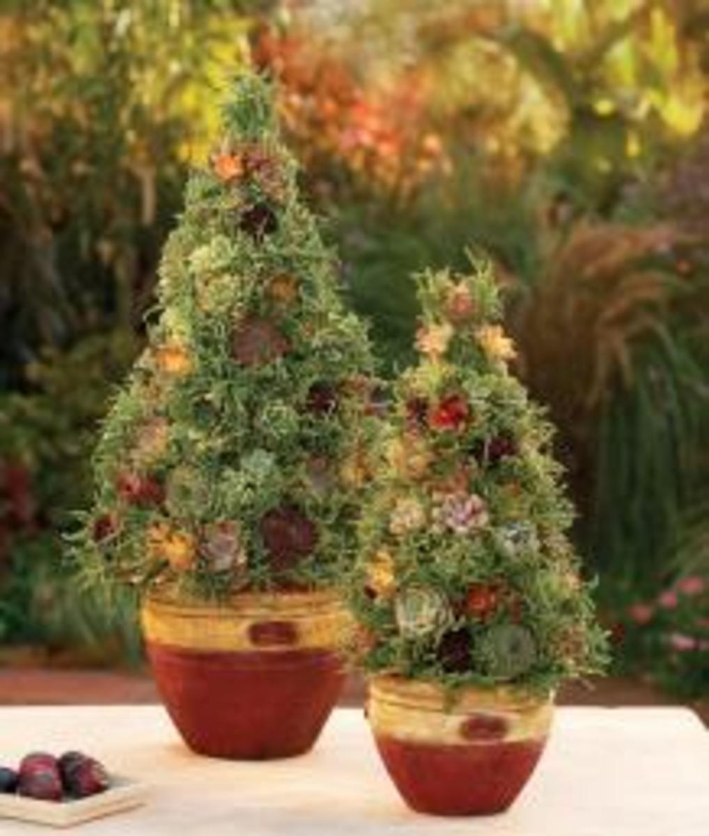 How To Create Your Own Rosemary Topiary HubPages
