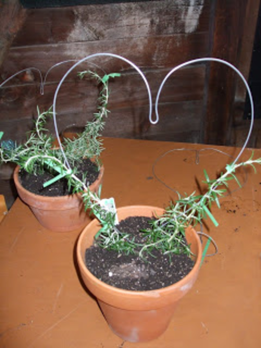 How To Create Your Own Rosemary Topiary HubPages