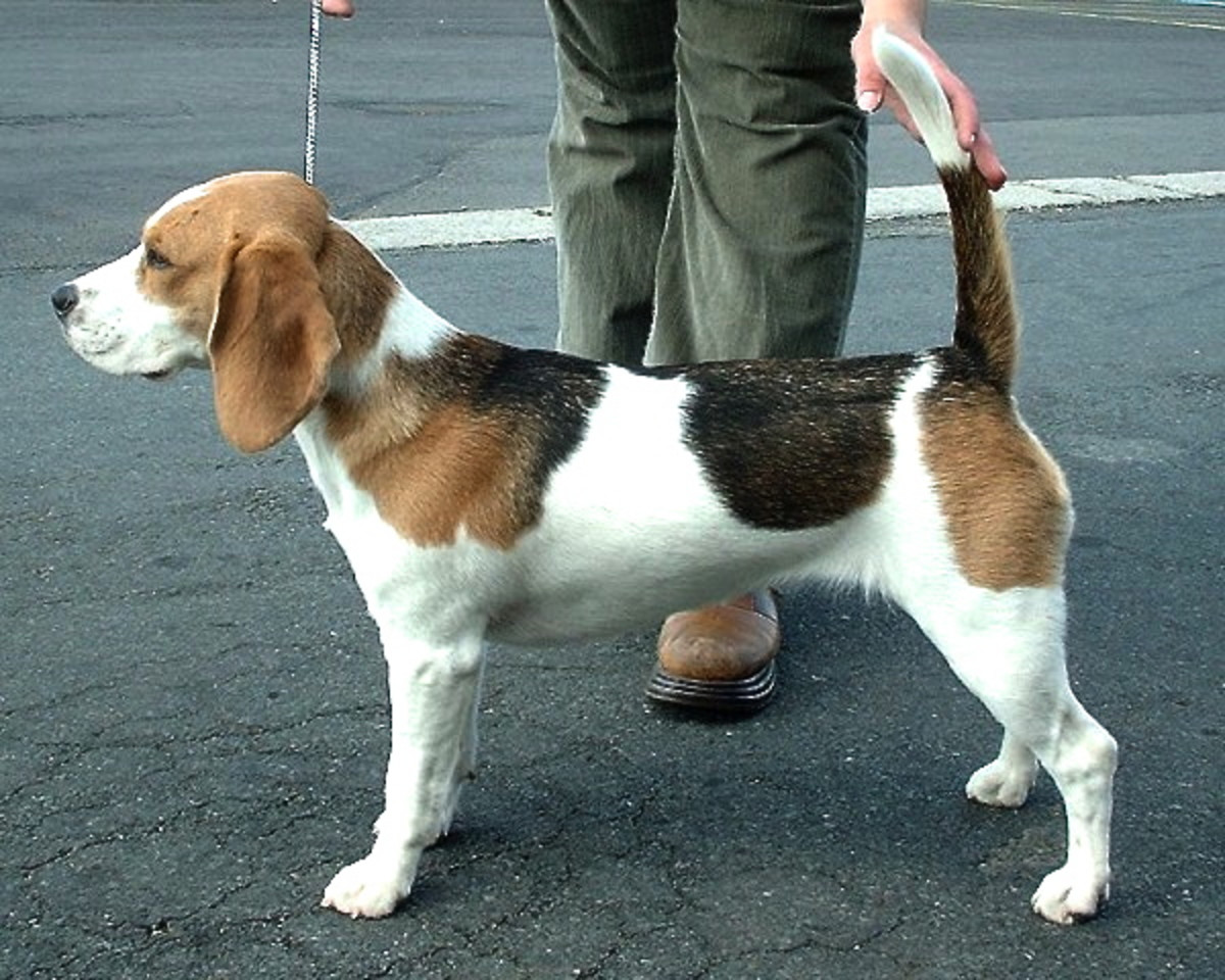 Beagles have an excellent sense of smell, which can be very helpful for humans.