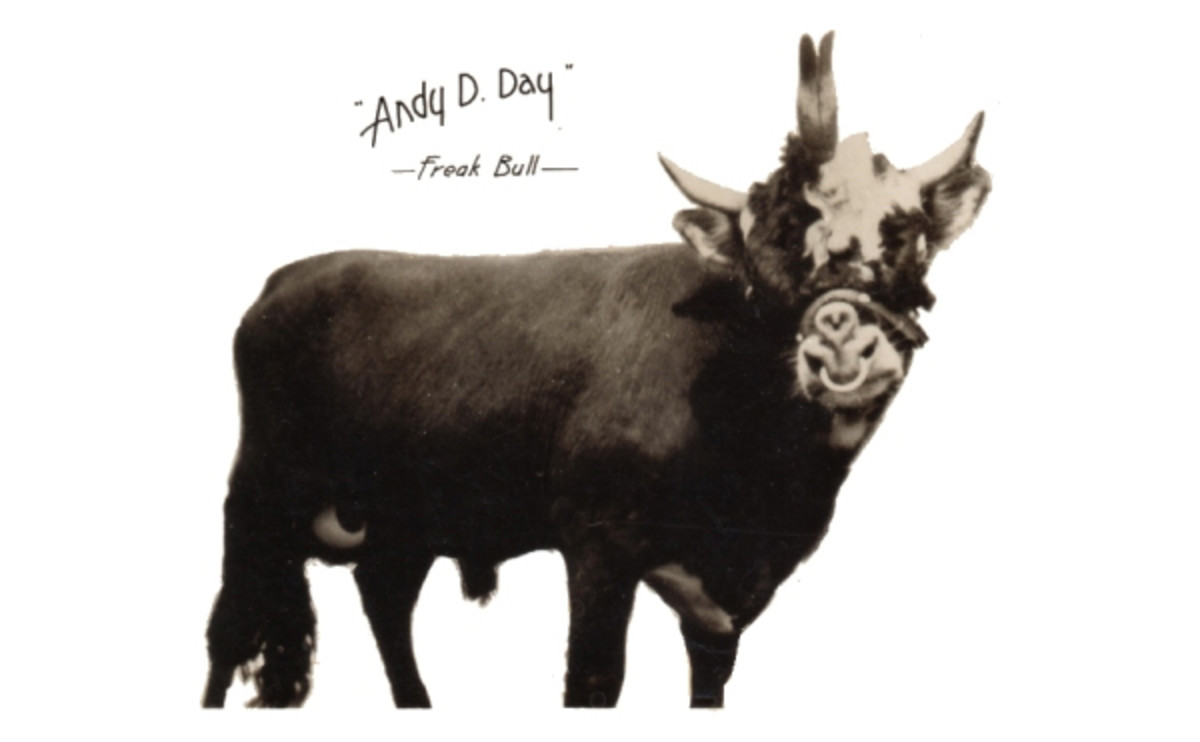 andy-the-2-headed-bull