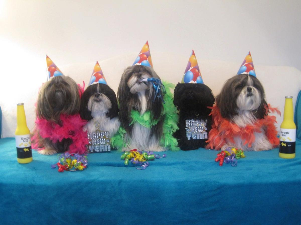 New Year's Eve Celebrations and Shih Tzu Costumes for the Holiday