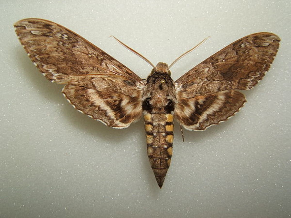 Moth Identification Guide (With Photos) - Owlcation