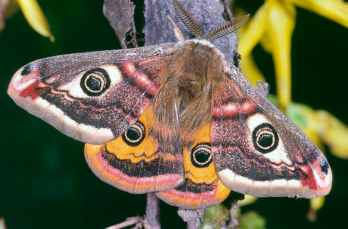 Moth Identification Guide Hubpages