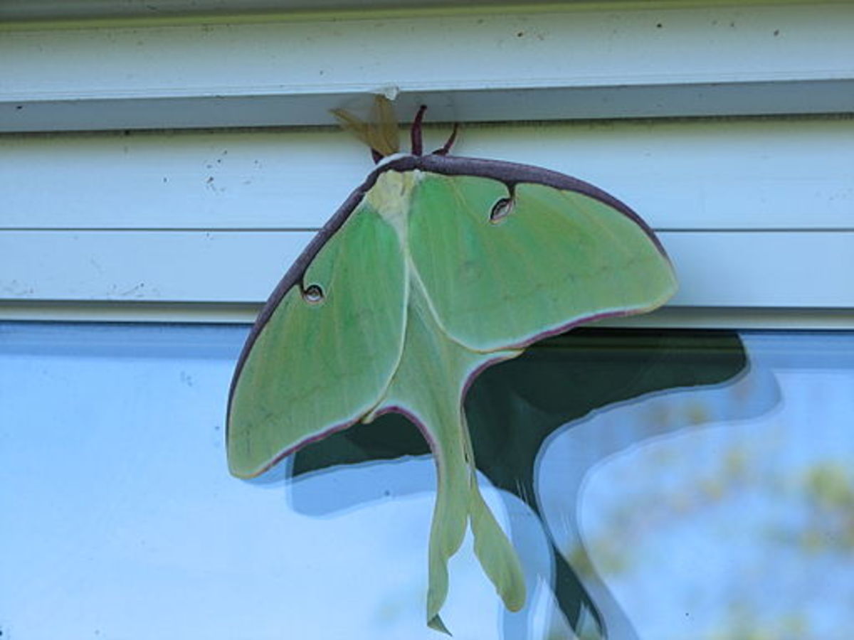 moth-identification