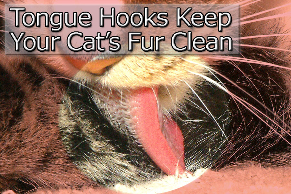 Cats have hooks on their tongue. This is the reason cat tongues feel so rough.