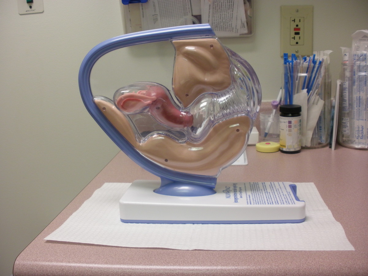 This model at the doctor's office is used to demonstrate the Nuva Ring birth control device.
