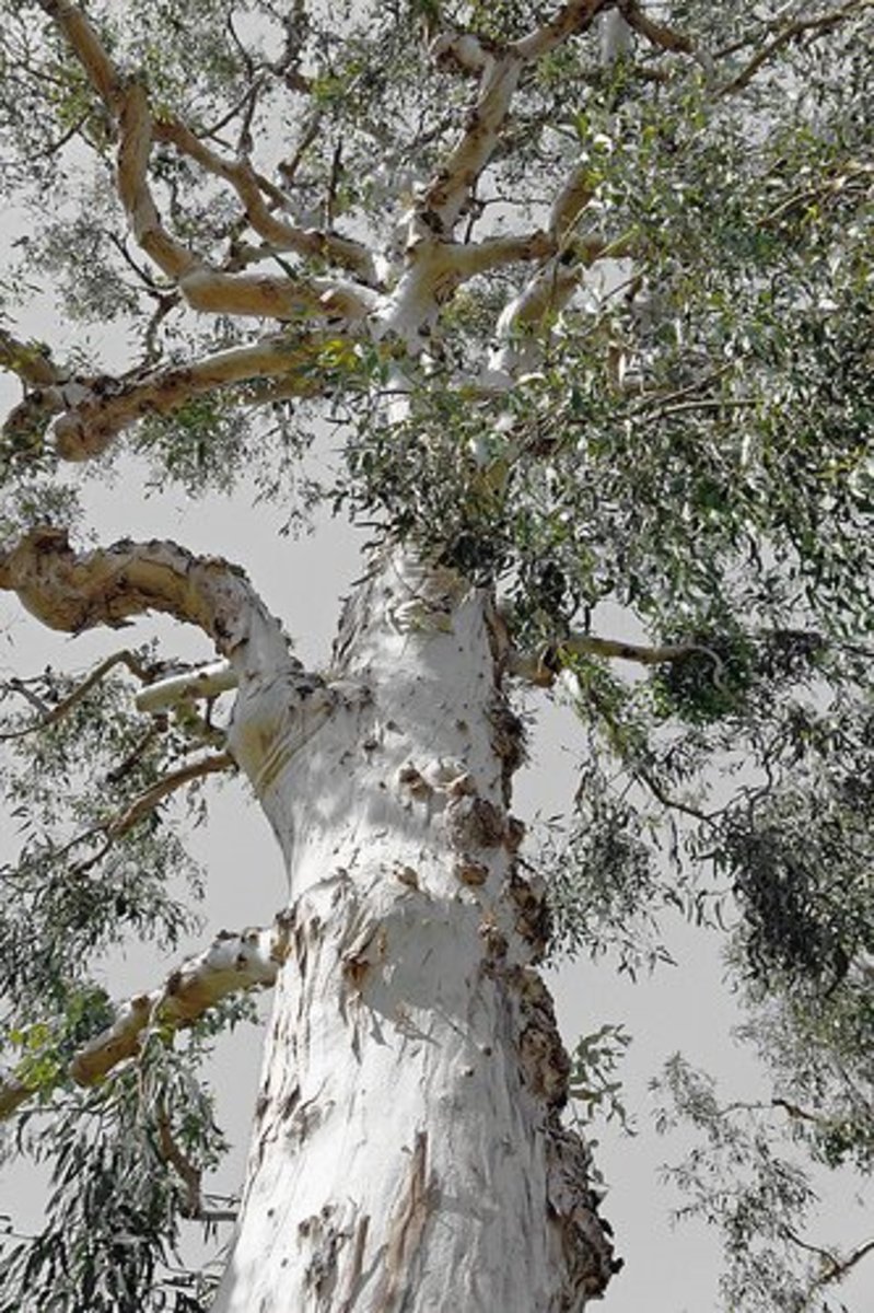 All trees make breathing easier. But the Eucalyptus tree could just as easily be called the Euca-lungus tree as the source of Eucalyptol oil's congestion fighting qualities.