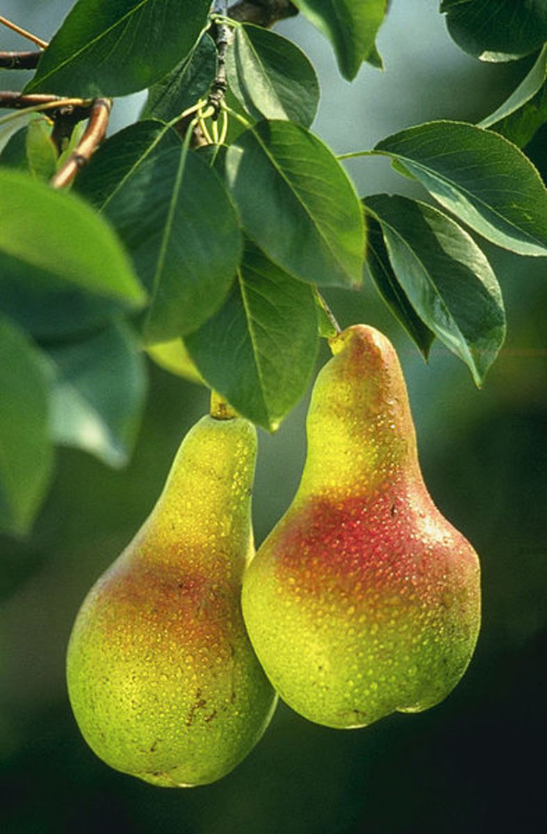 The Nutritional and Health Benefits of Pears