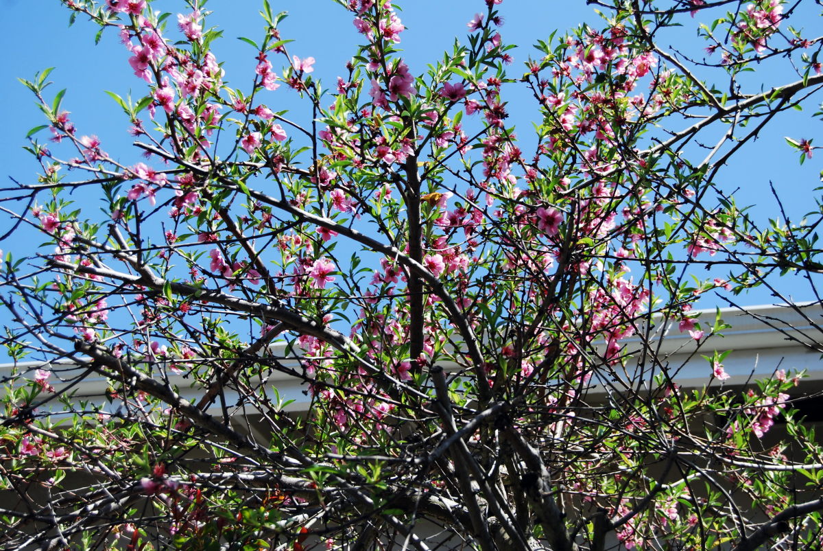 flowering peach tree 