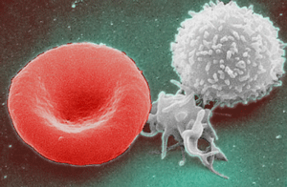 Red blood cell (left), platelet (center),white blood cell (right).