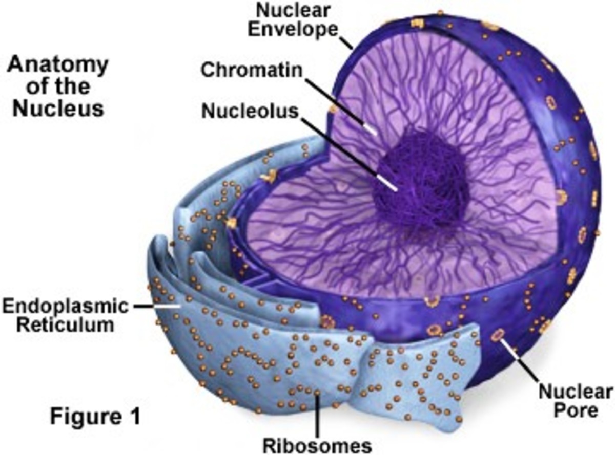 Ядрышко клетки. Nucles. Местоположение ядра в клетке. Nucleus structure. Ядерная мембрана в животной клетке.