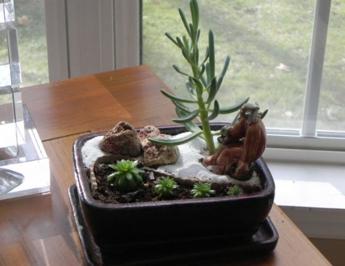 make-your-own-table-top-mini-gardens
