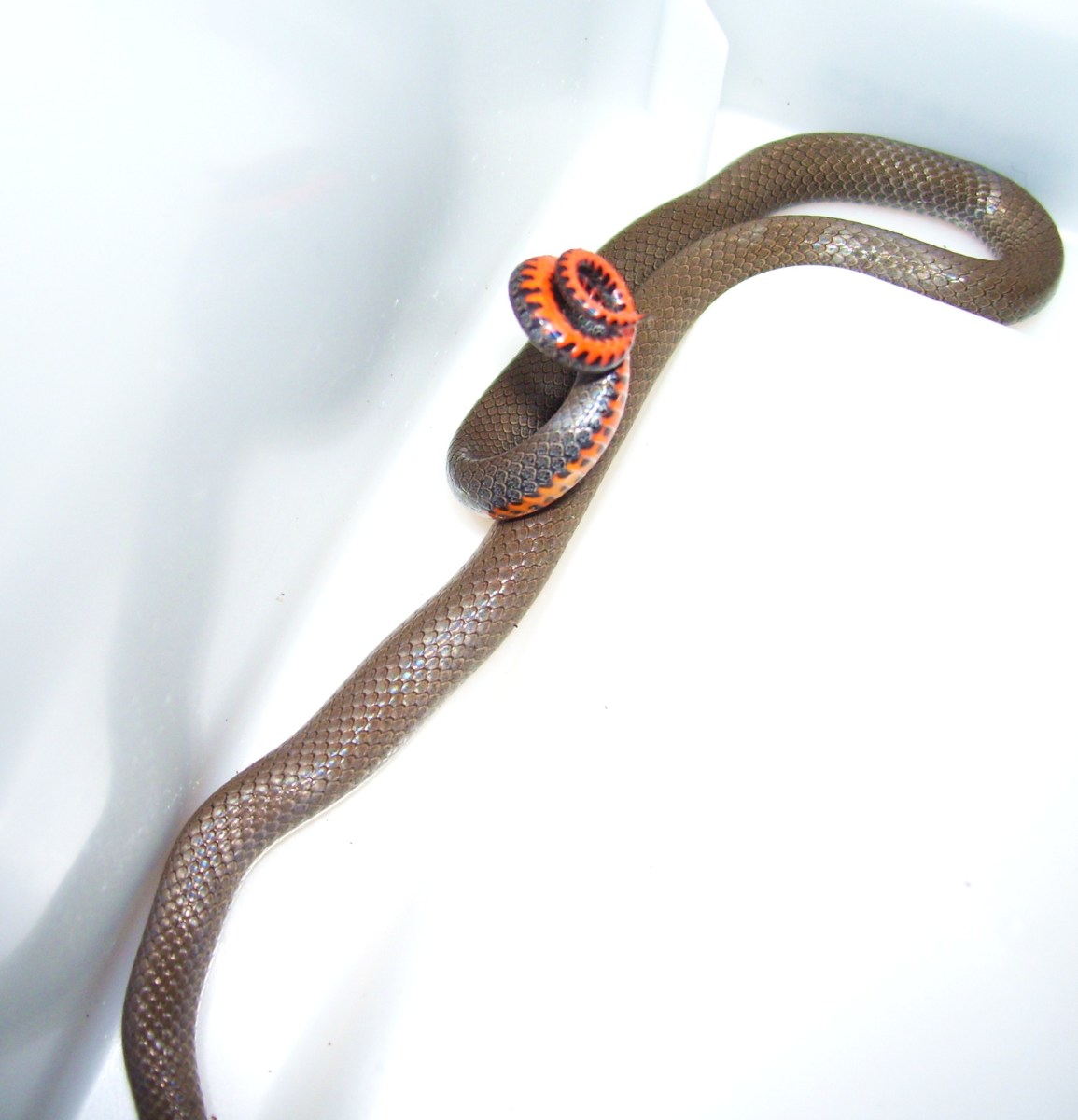 Ringneck snake in defensive pose--flashing his tail to scare me. 