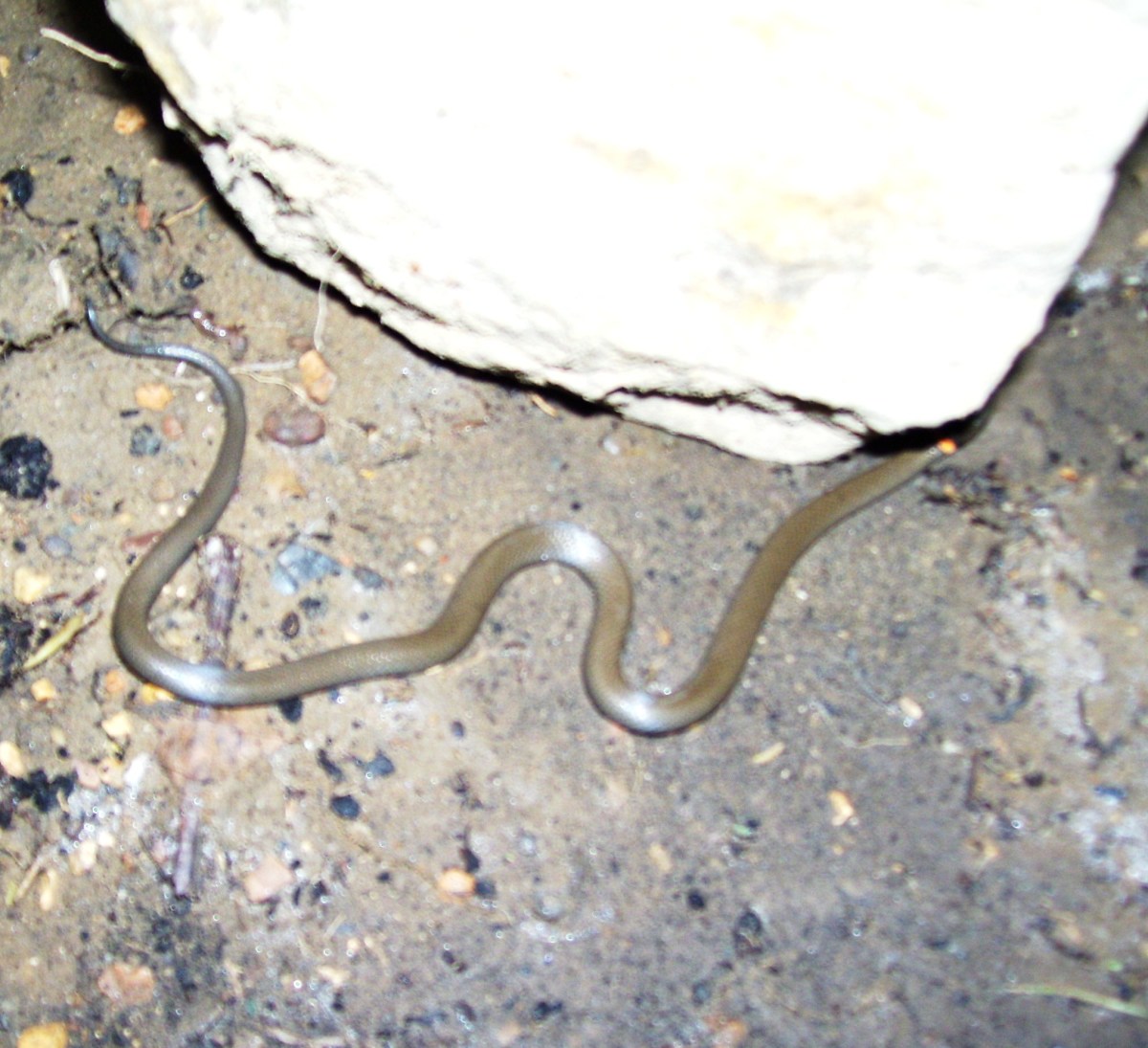 Another ringneck snake found under a stone.