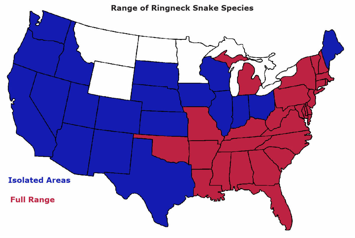 Range of the ringneck snake. Blue states only have populations in isolated areas. Red states find ringnecks in all regions. White states have not reported ringnecks.