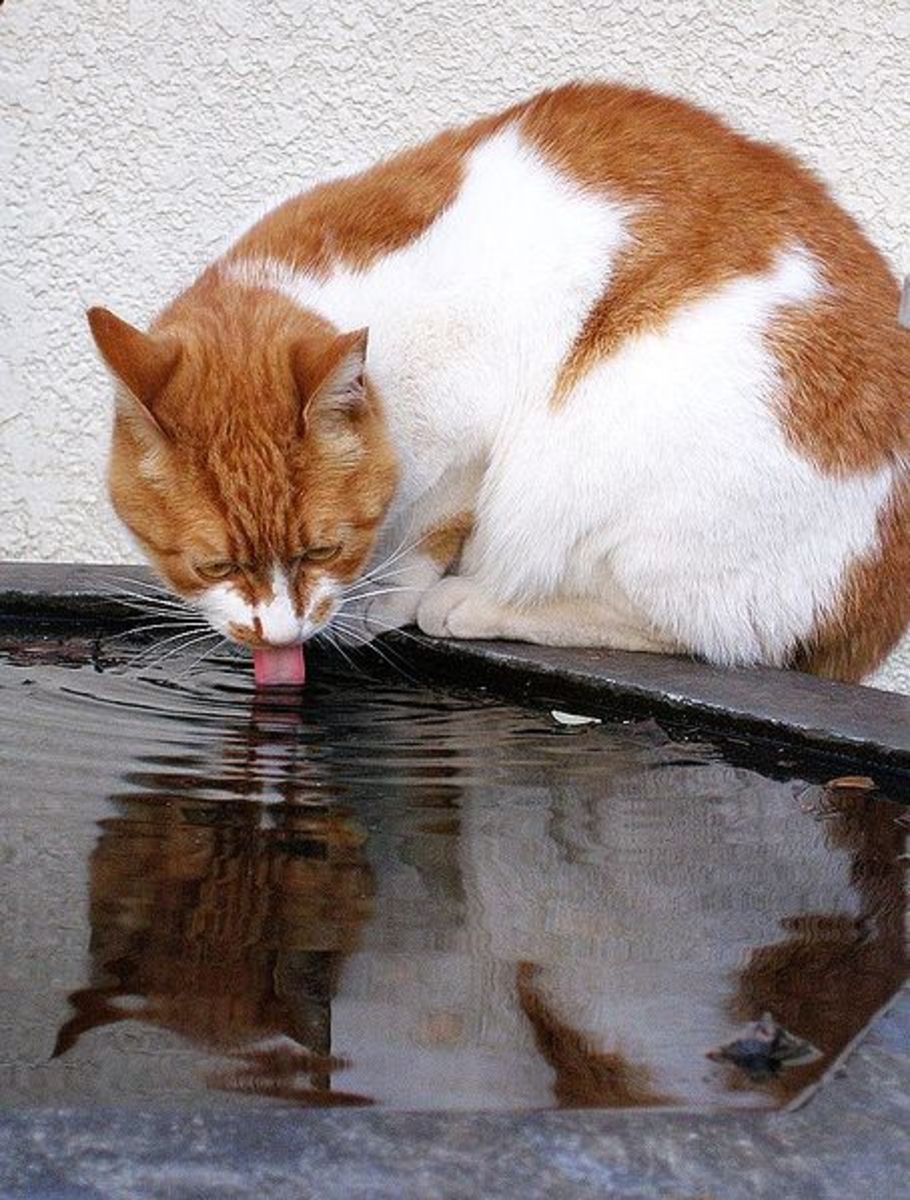 Cats prefer clean drinking water and may move their food in order to keep their water clean.