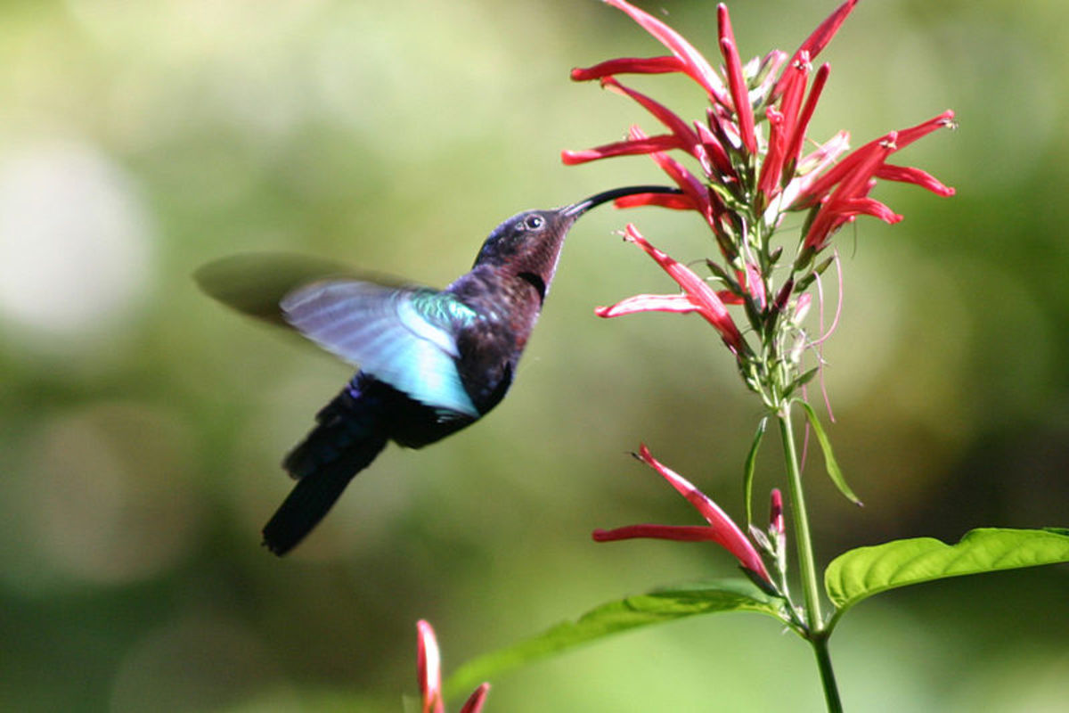 The Best Ever Hummingbird Food Recipe - Dengarden