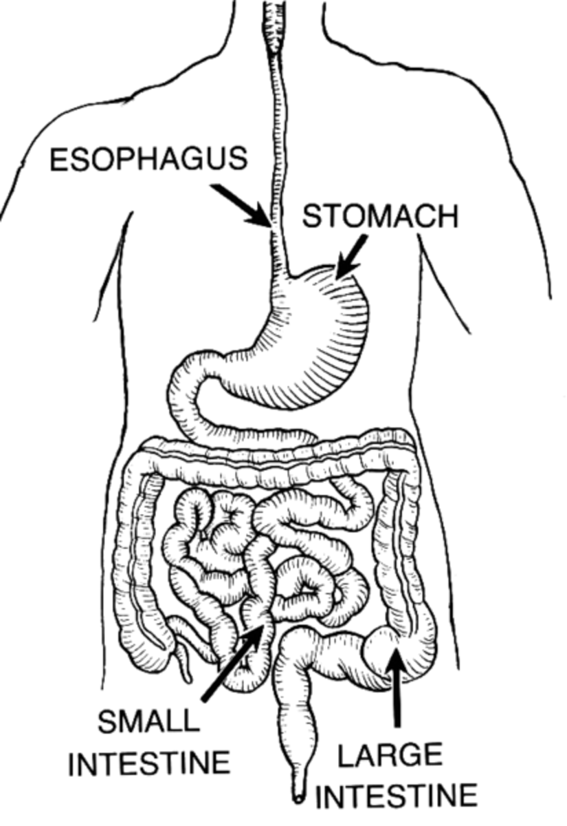 Digestive System Chart For Kids