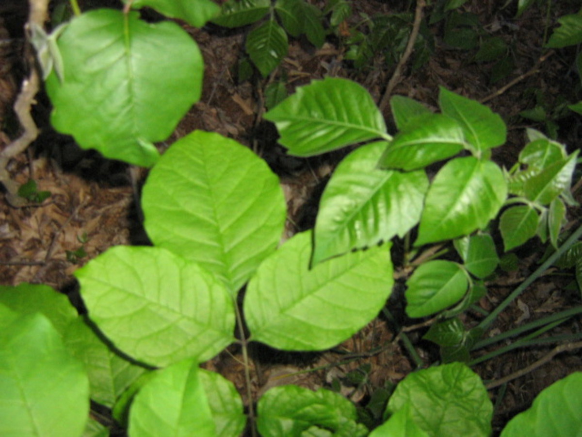 Poison ivy is usually three leaves and can make you very itchy.