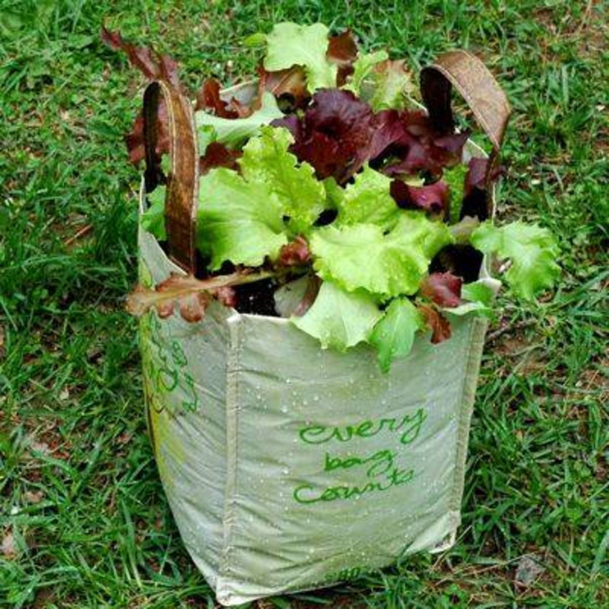 Gardening with grocery bags.