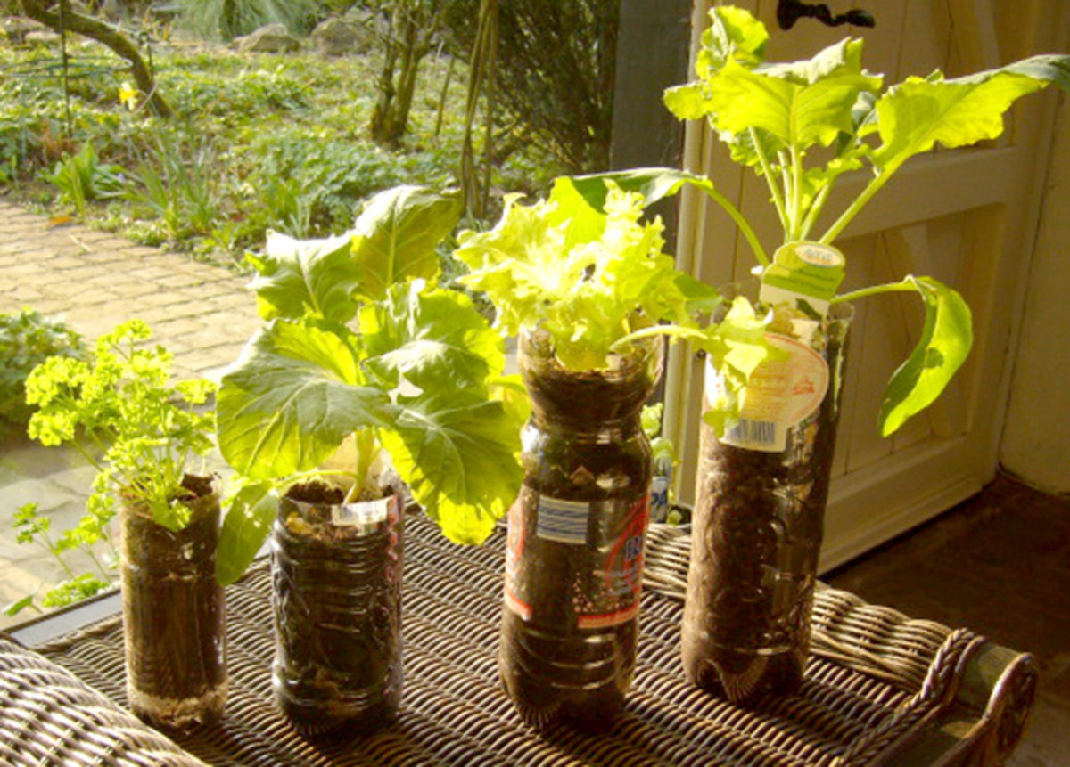 more-ideas-for-container-gardening