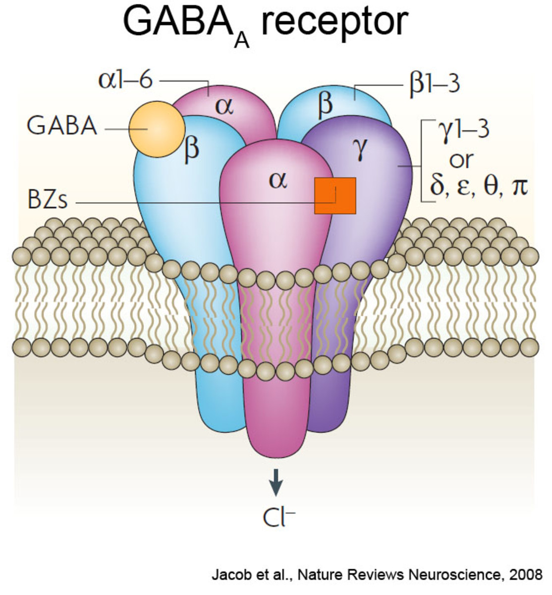 GABA type A receptor